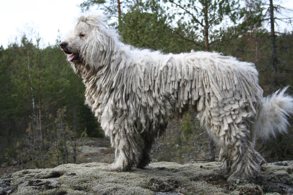 The Sob Story of our Unsuccessful Attempt to Bring You a Video of the Dog from 'Odelay'